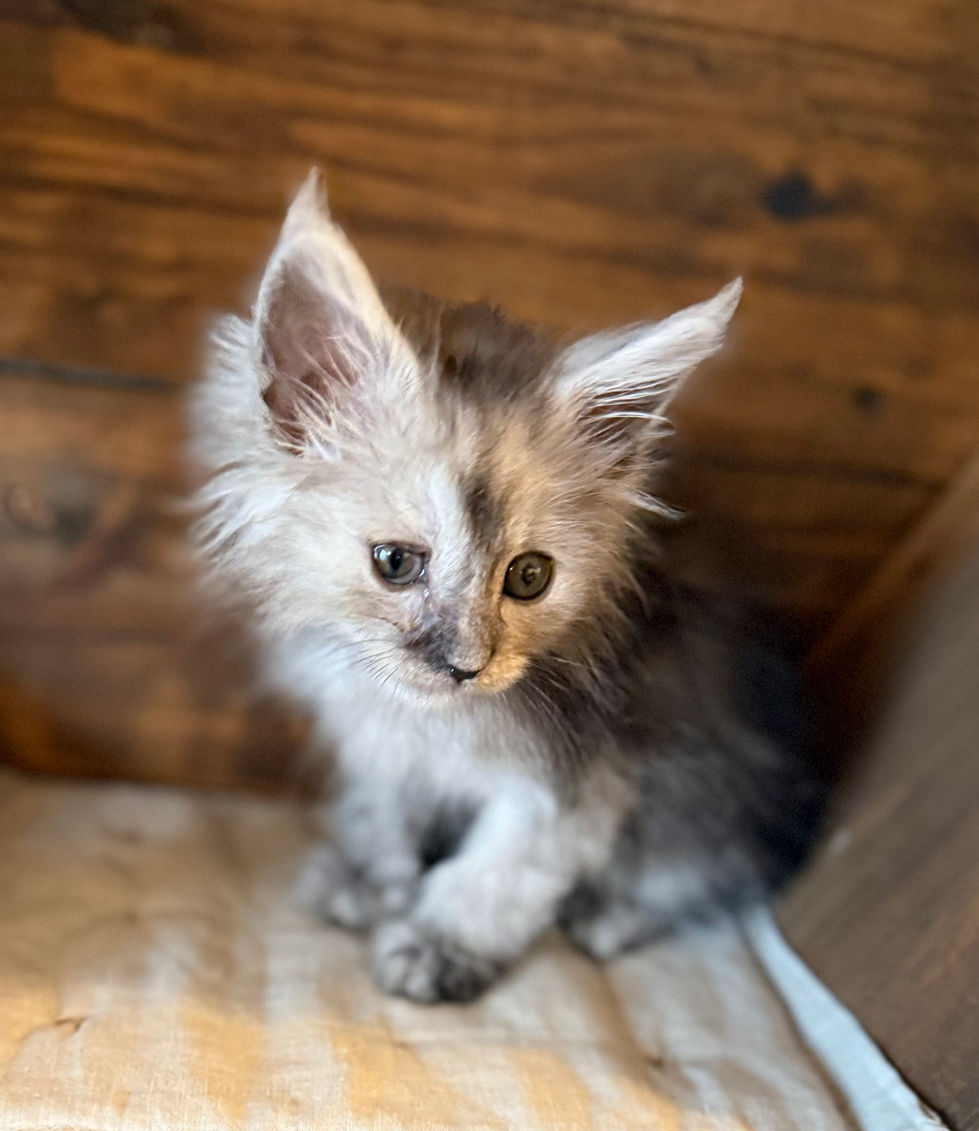 Ash- 8 weeks