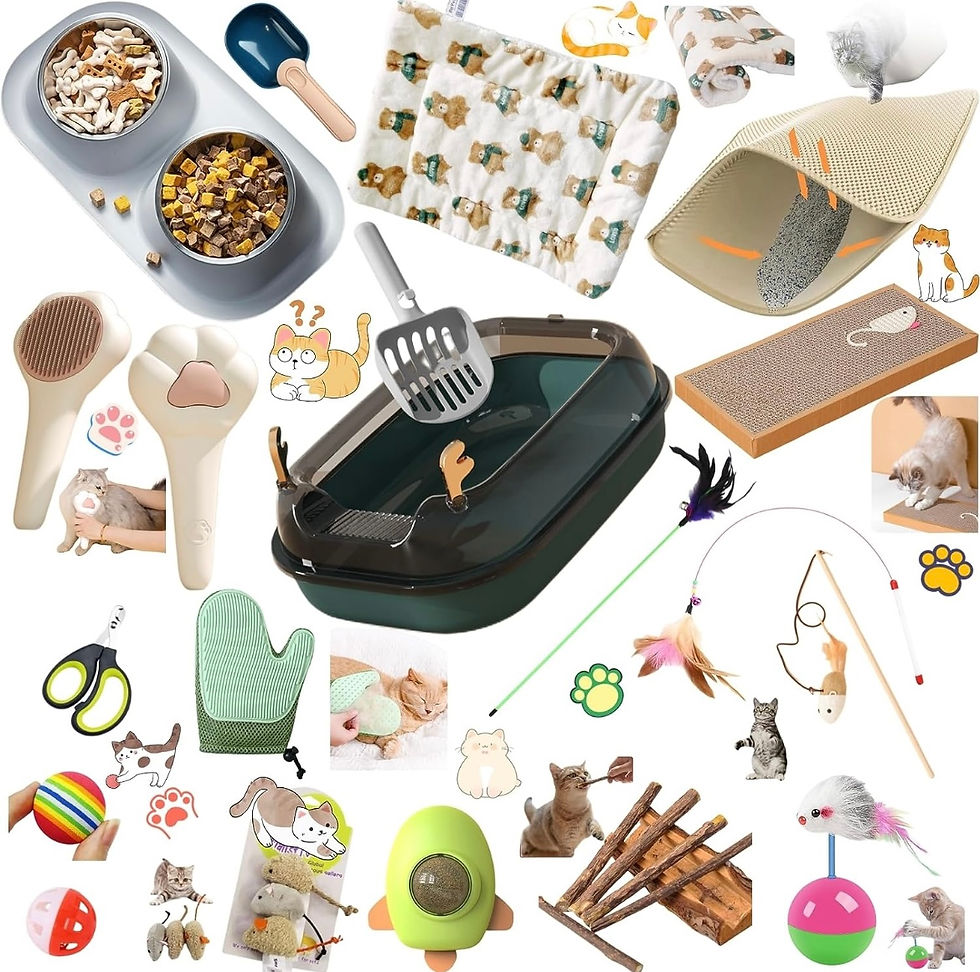 A collection of essential items for a new kitten owner, including a bed, food and water bowls, toys, and a scratching post.
