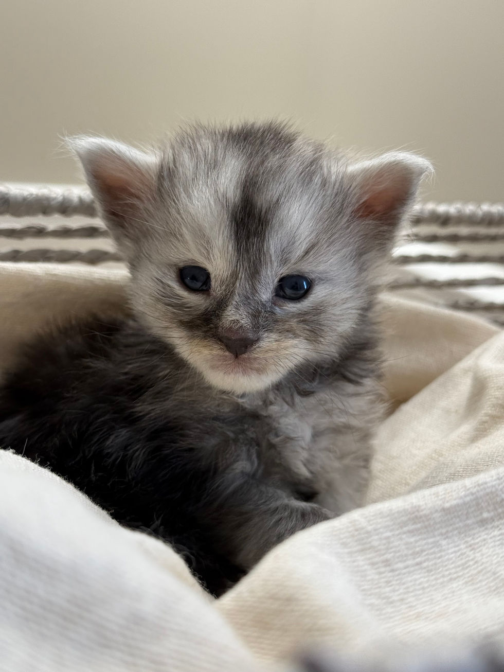 Ash- 3 weeks