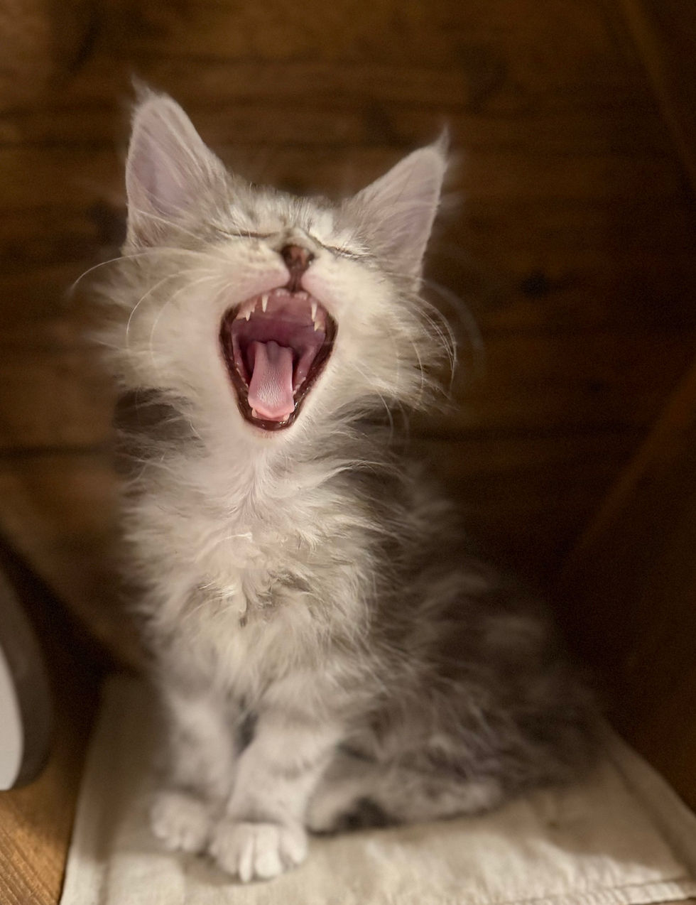 Axel- 9 weeks