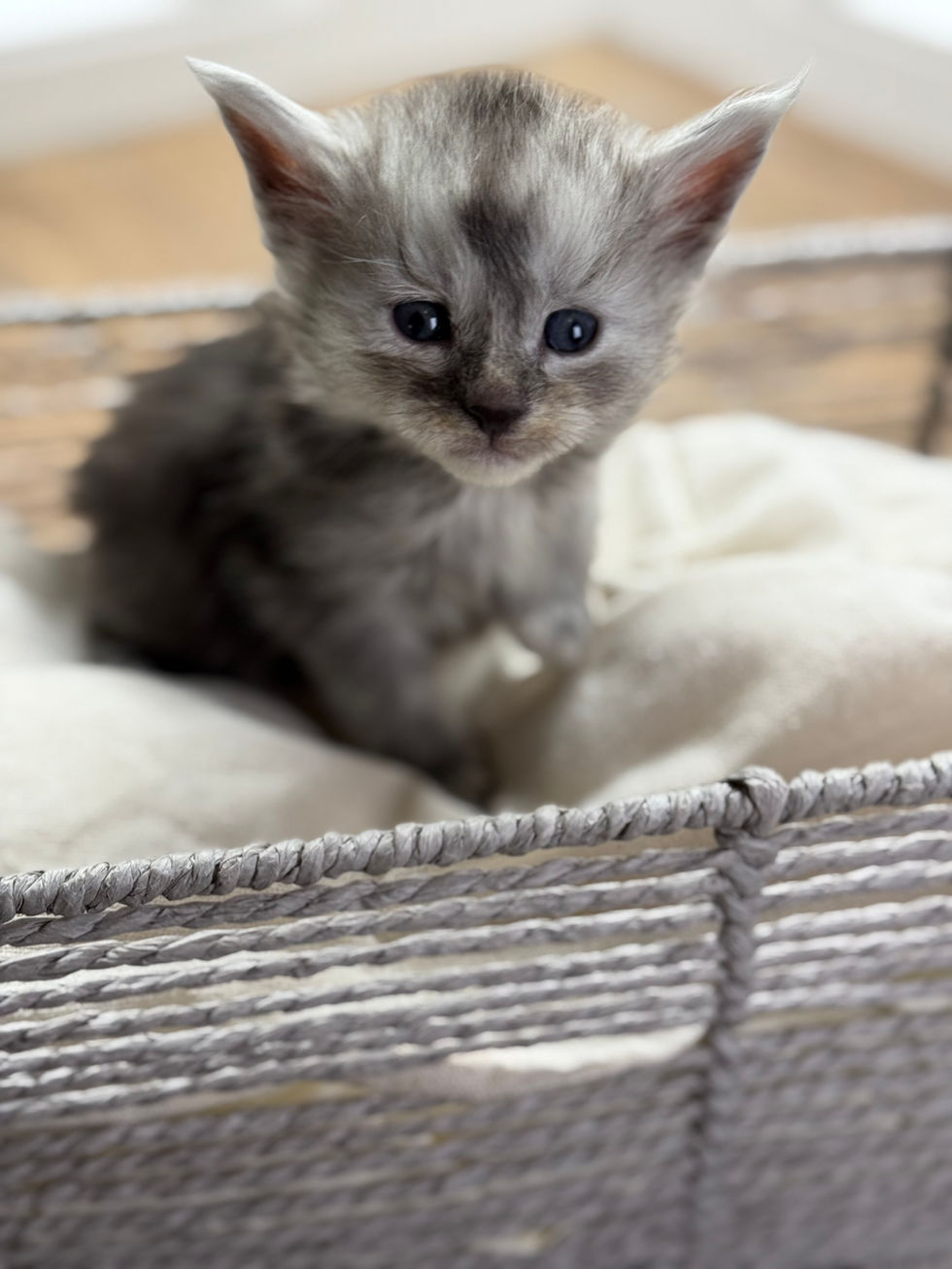 Ash- 4 weeks