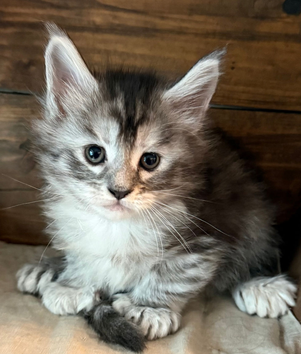 Joy- 5 weeks