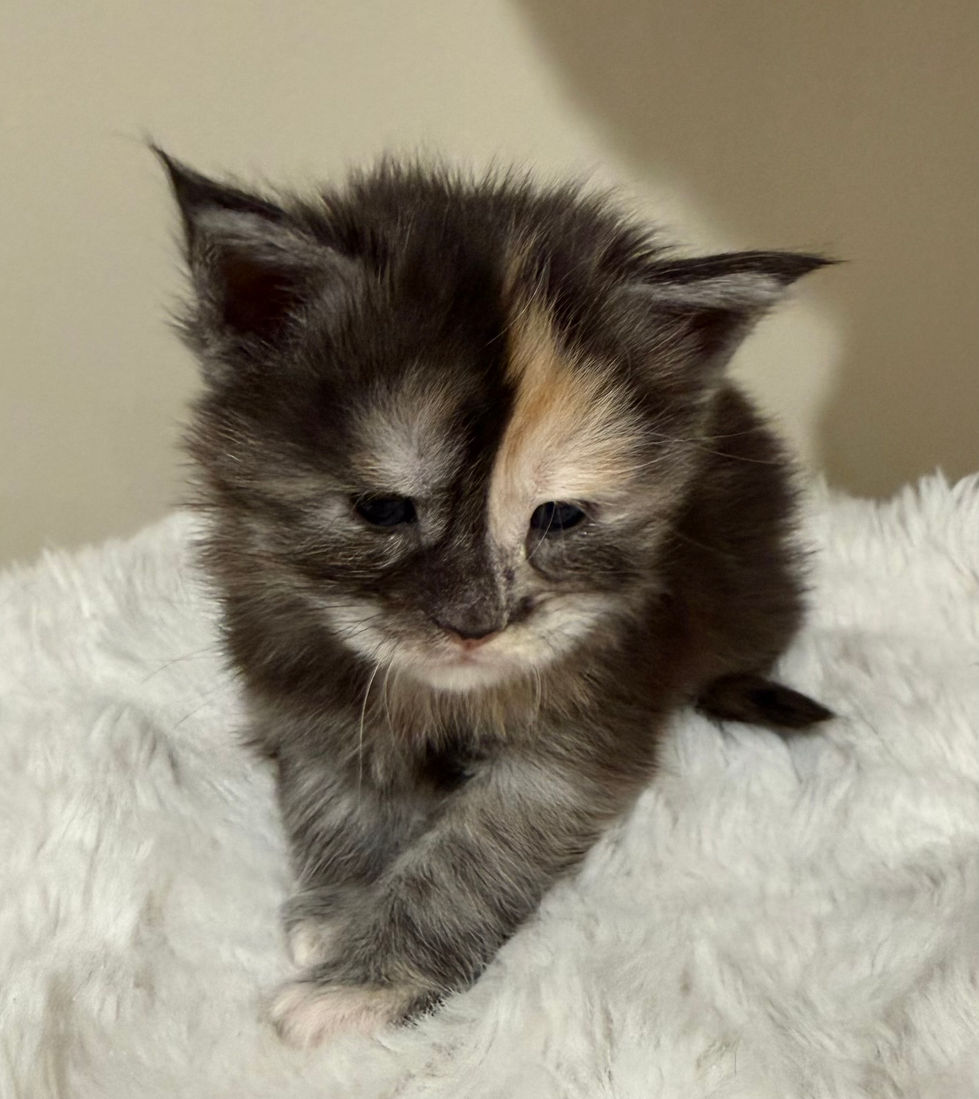 Juniper - 3 weeks