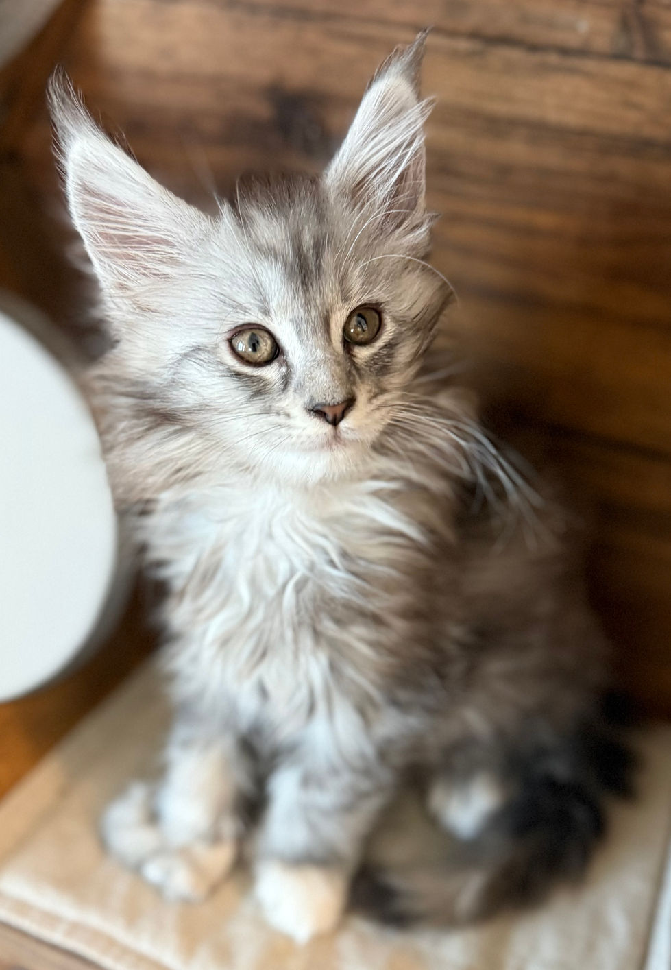 Bella- 8 weeks