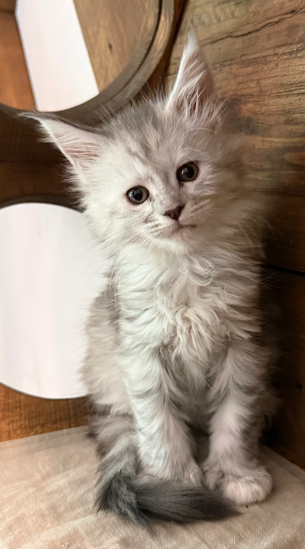 Hailey- 6 weeks #10