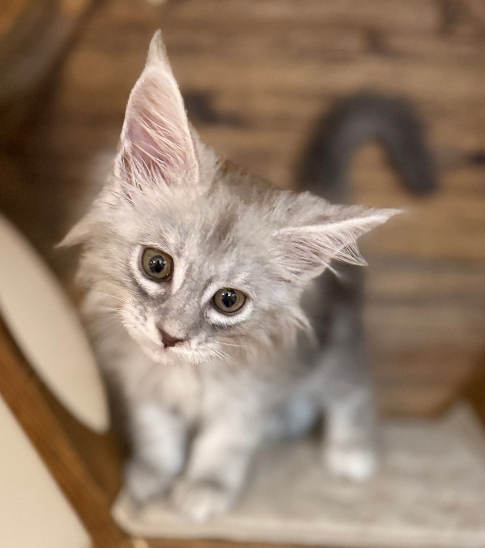 Astrid- 8 weeks