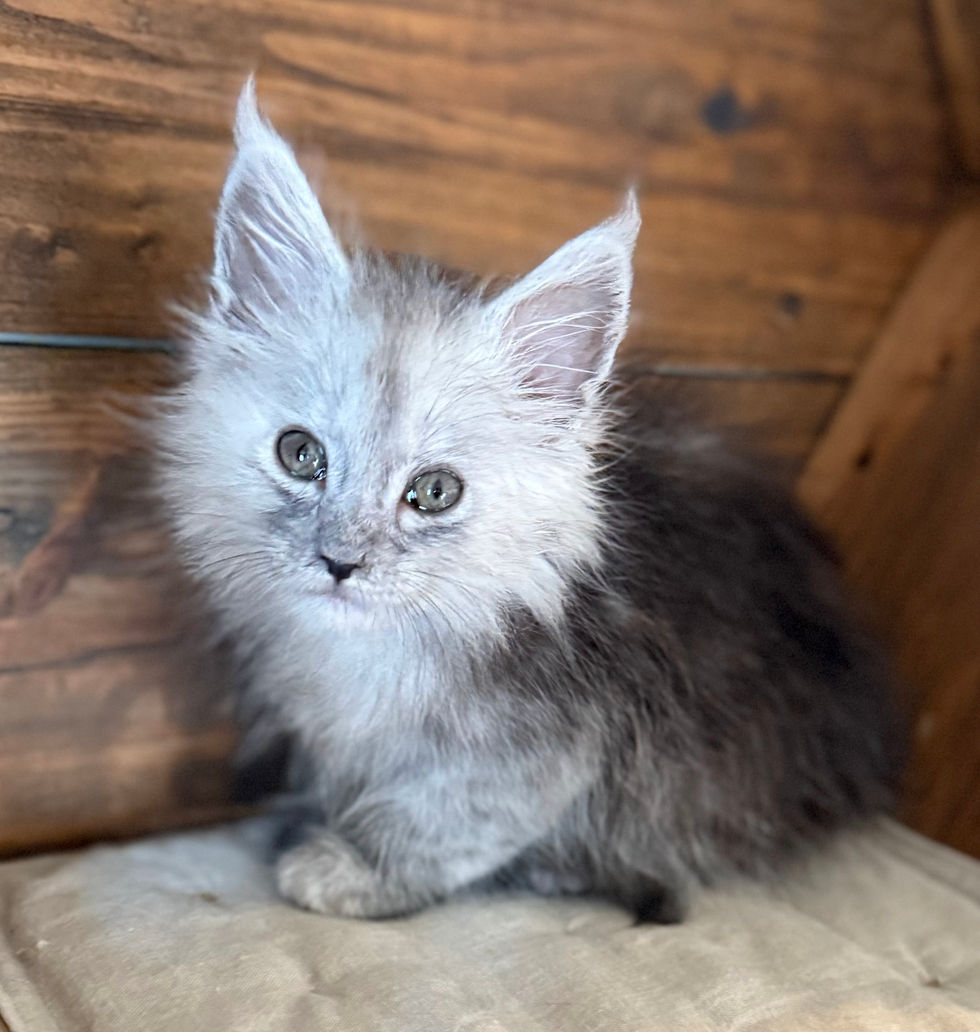 Araelia- 8 weeks