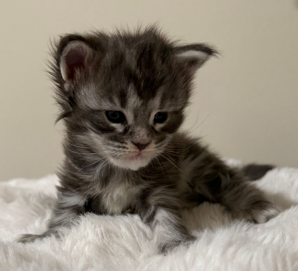 Kobe- 3 weeks