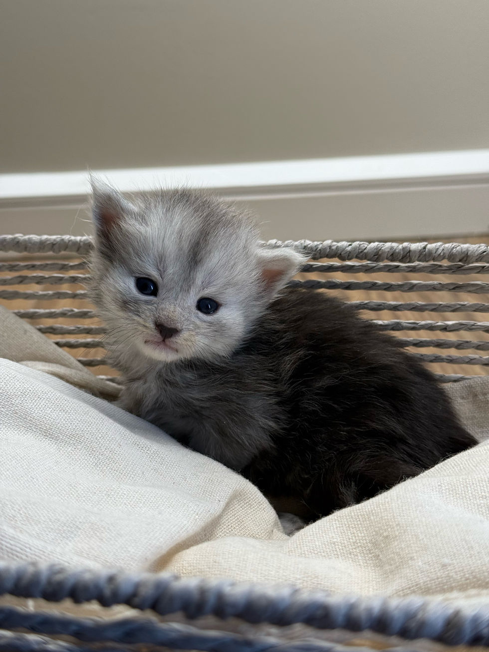 Araelia- 3 weeks