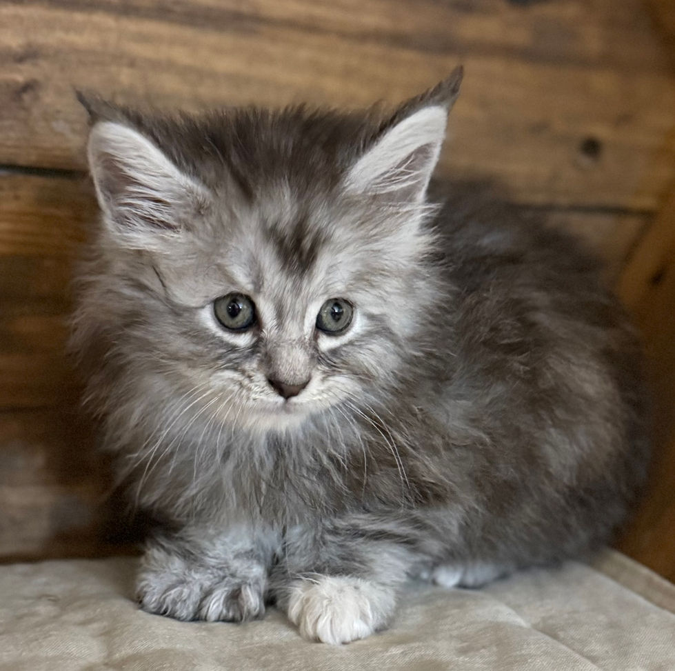 Bella- 6 weeks