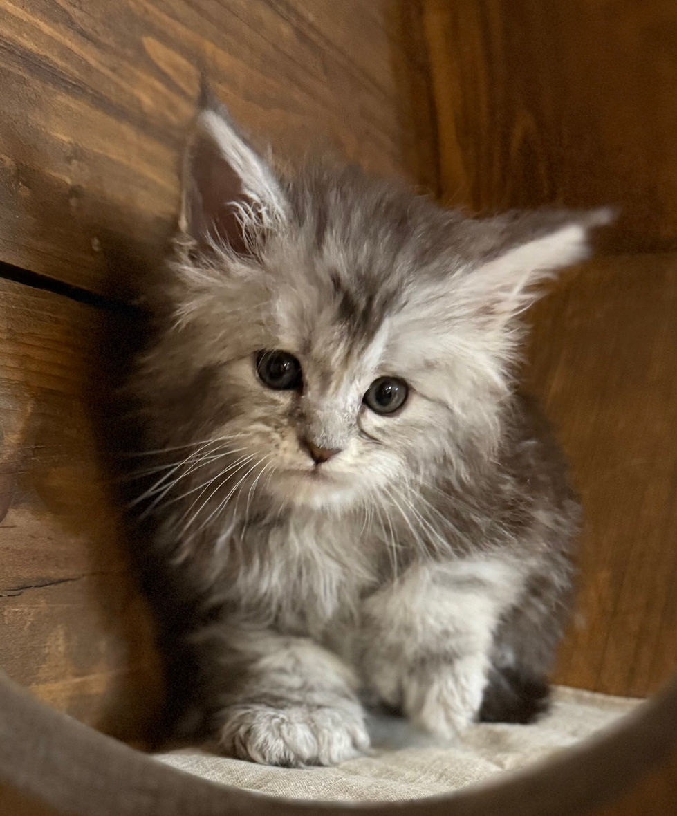 Bree- 6 weeks