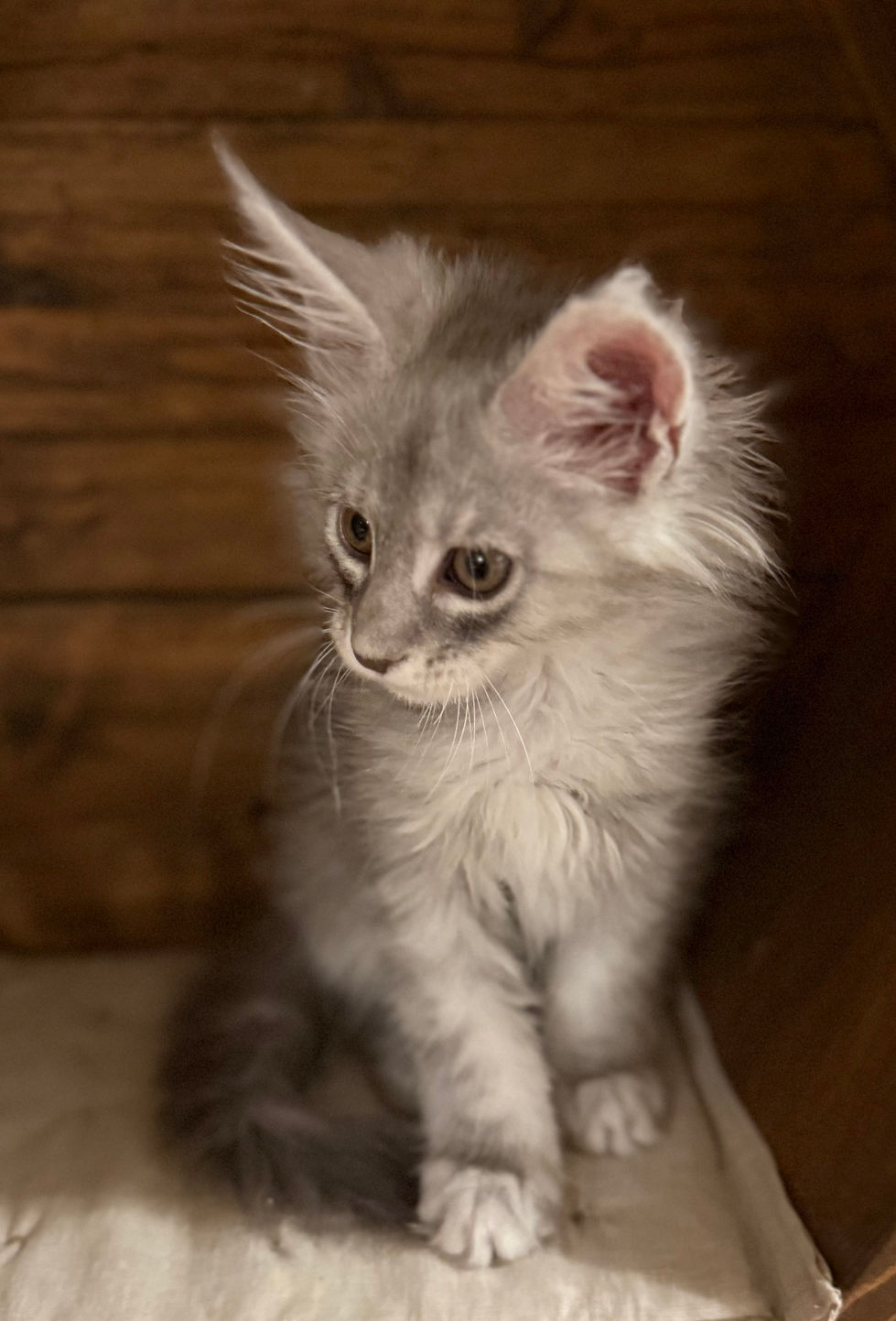 Astrid- 9 weeks