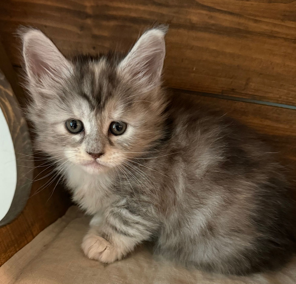 Josie- 5 weeks