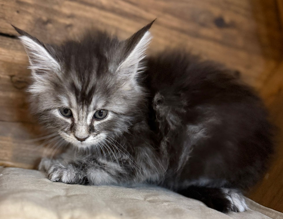 Bode- 6 weeks