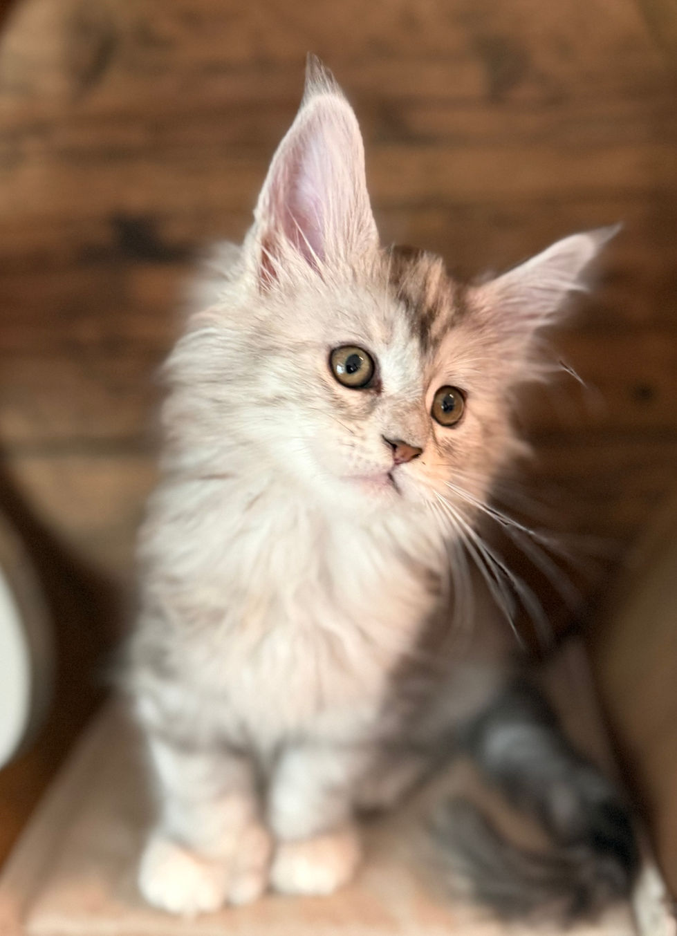 Josie- 8 weeks