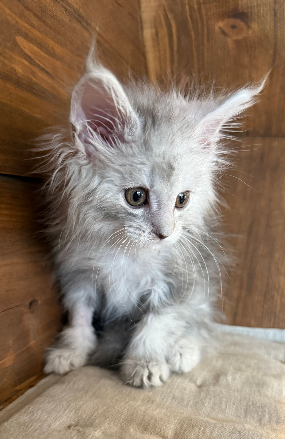 Azuree- 8 weeks