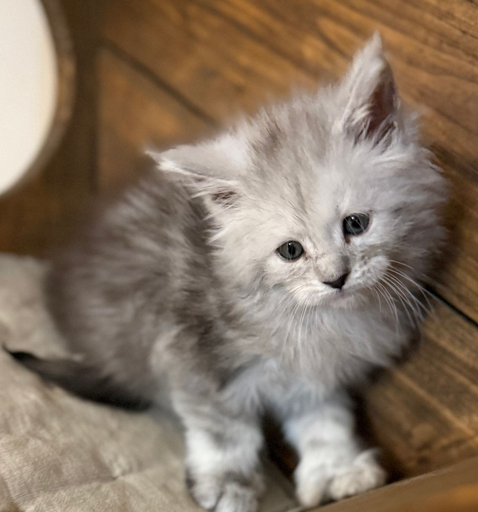 Brinley- 6 weeks