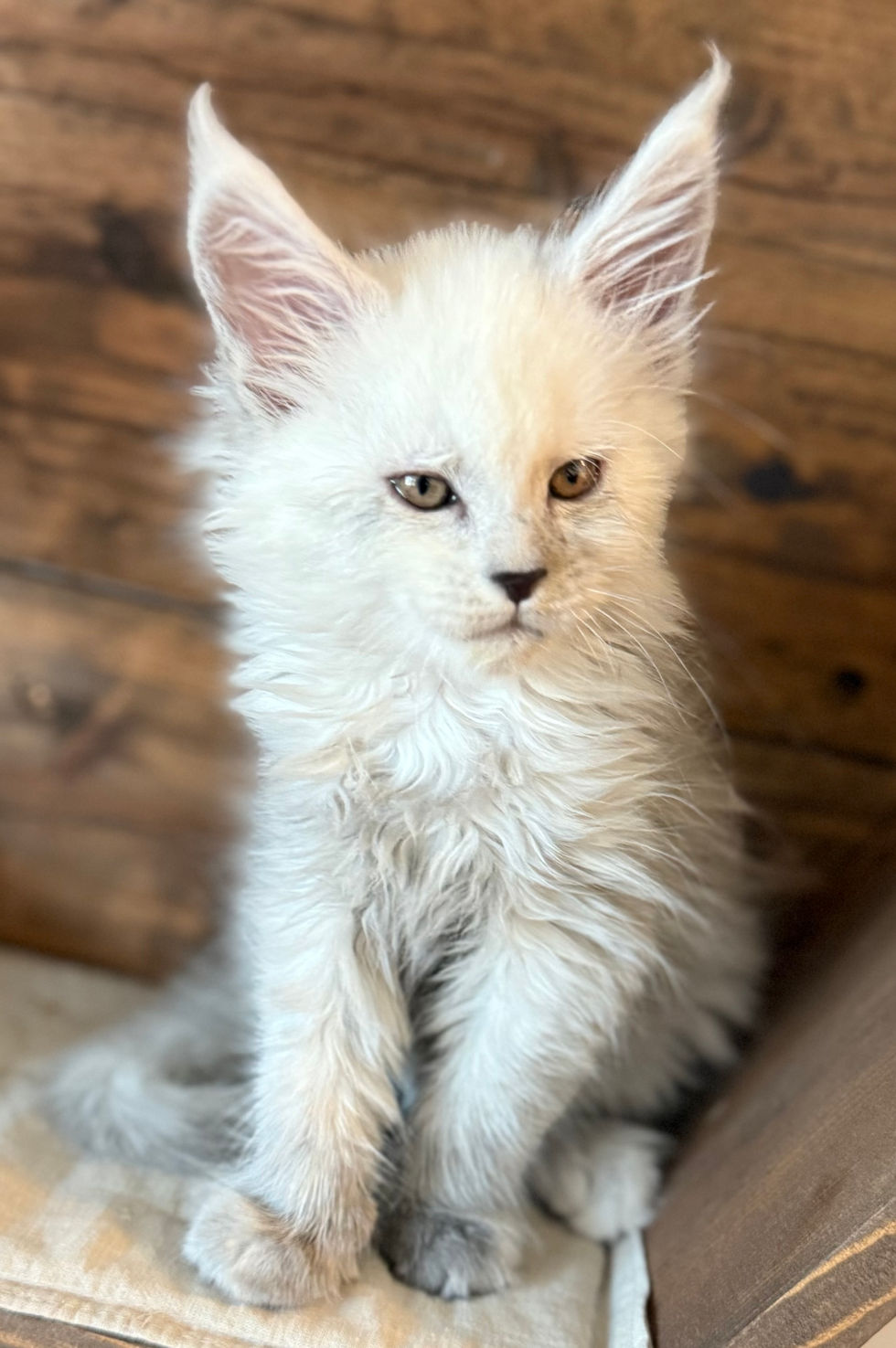 Celeste- 8 weeks