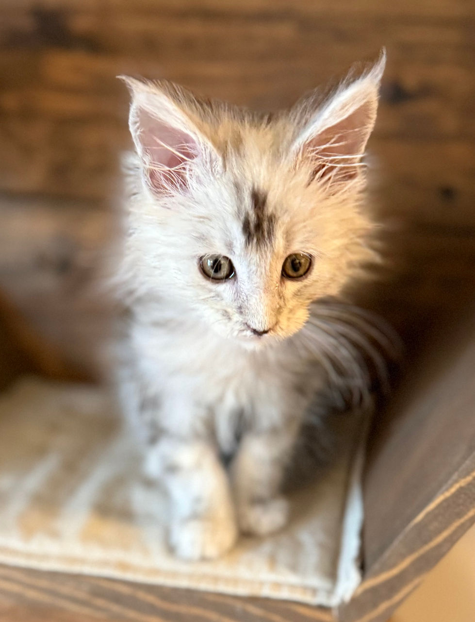 Aero - 8 weeks