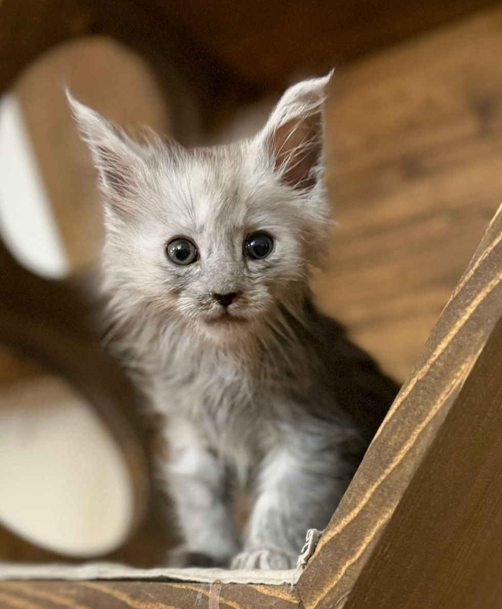 Araelia- 7 weeks