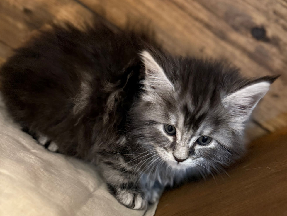 Bode- 6 weeks