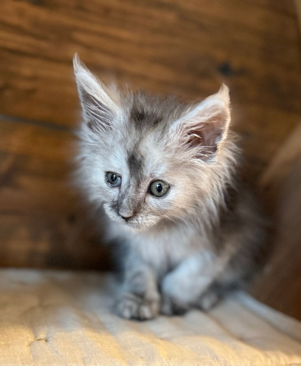 Ash- 8 weeks