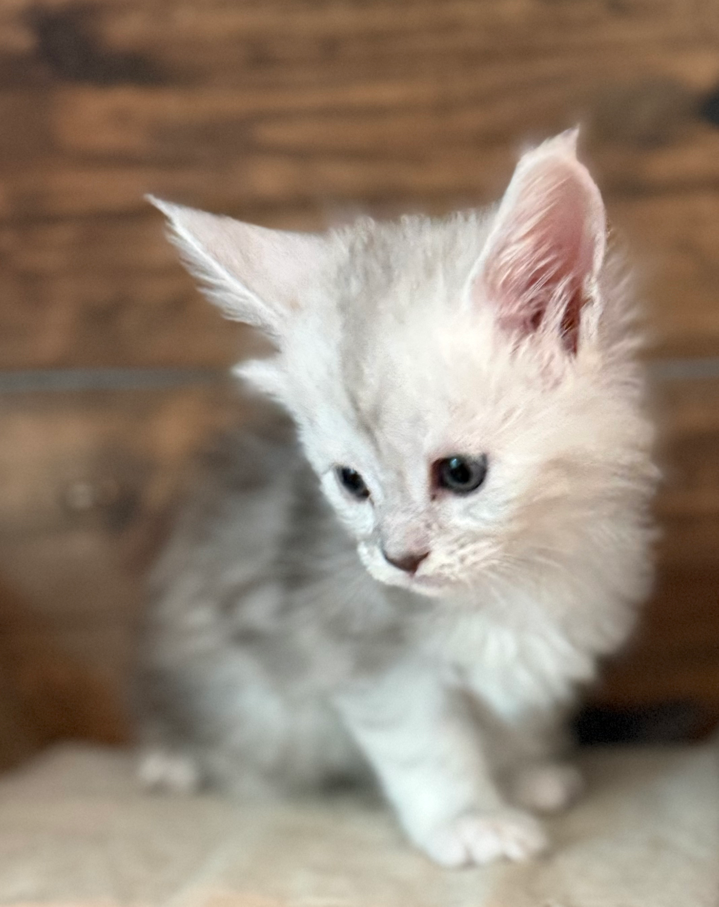 Honey- 4 weeks #3