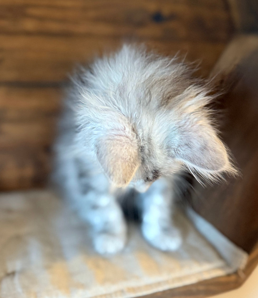 Aero - 8 weeks