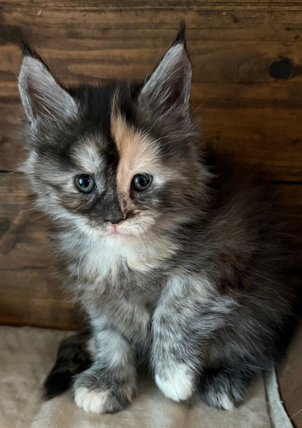 Juniper - 5 weeks