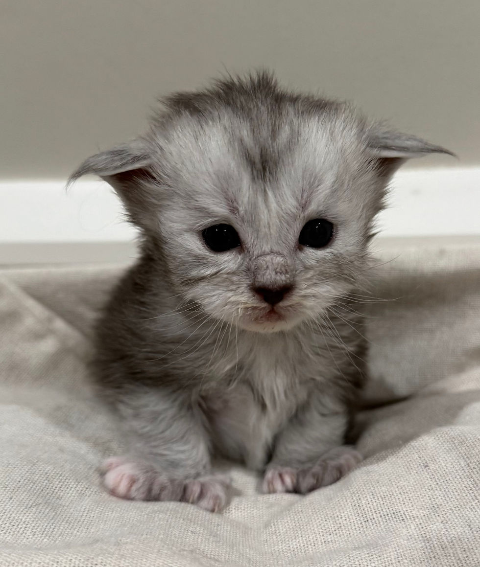Brooke- 3 weeks