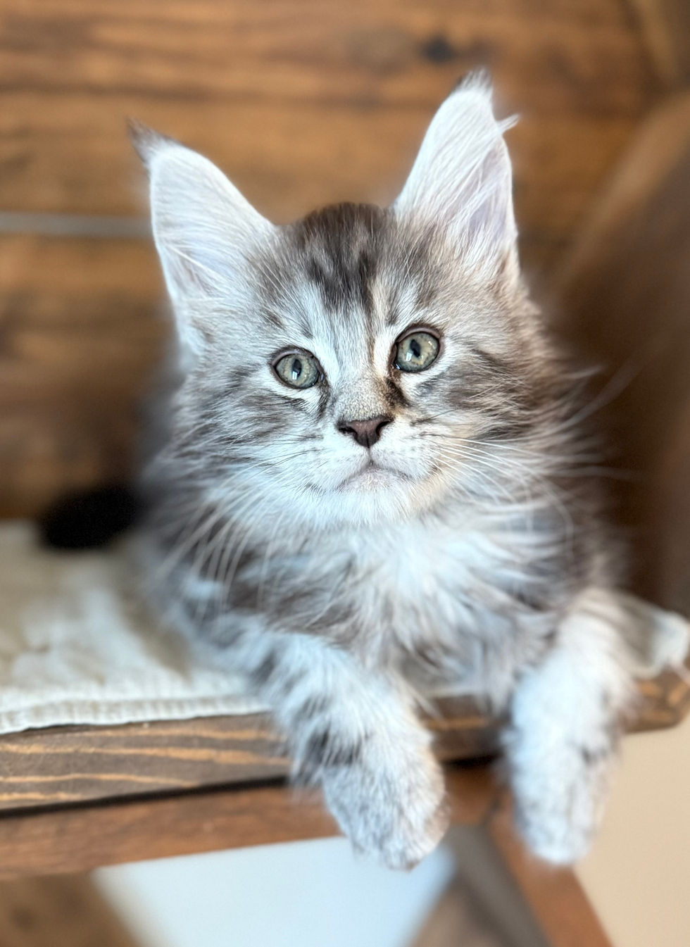 Bode- 8 weeks