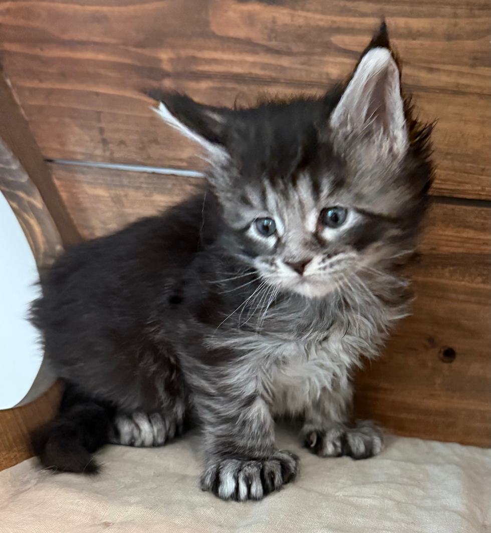 Indigo- 4 weeks #2