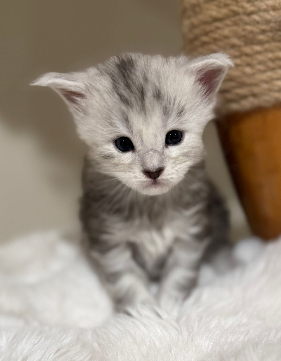 Elise - 3 Weeks