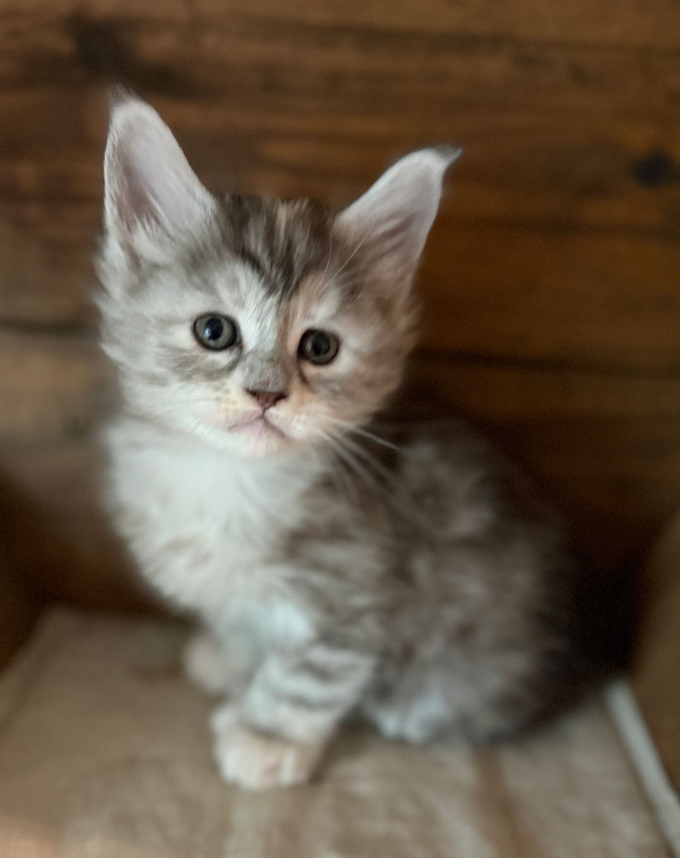 Josie- 5 weeks