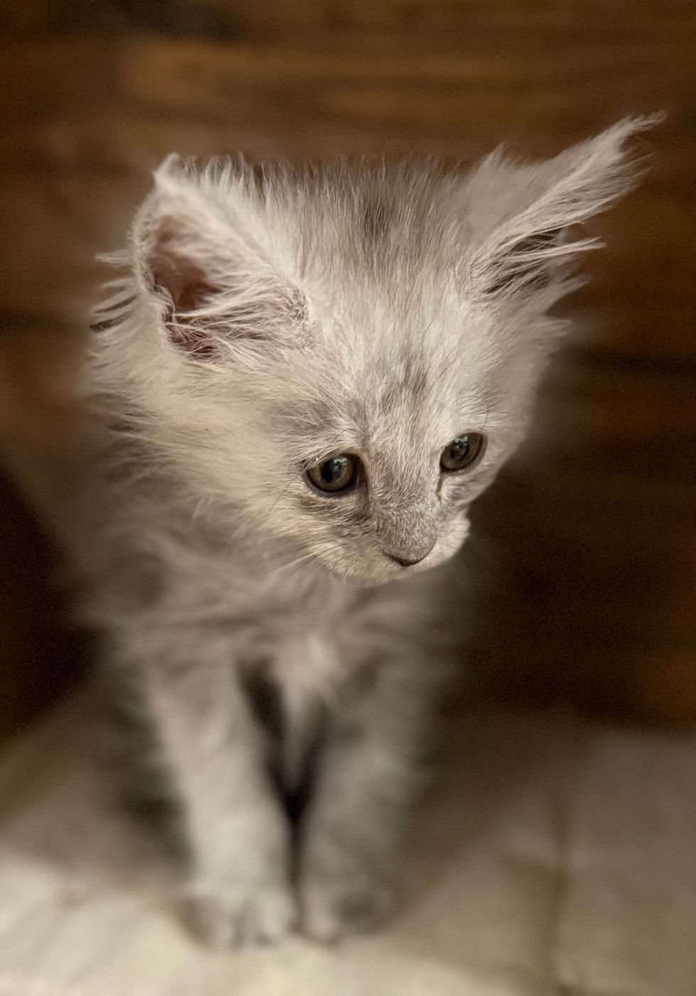 Ayla - 9 weeks