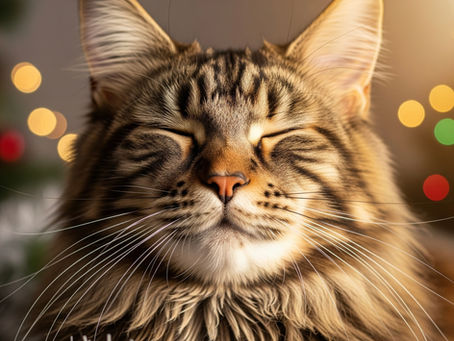A close-up of a Maine Coon cat's face with its eyes closed in blissful contentment, its fur slightly blurred to suggest a purr, set against a background of soft, out-of-focus Christmas lights and subtle holiday tinsel.