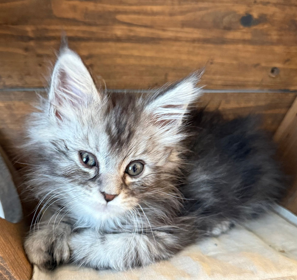 Boulder 8 weeks