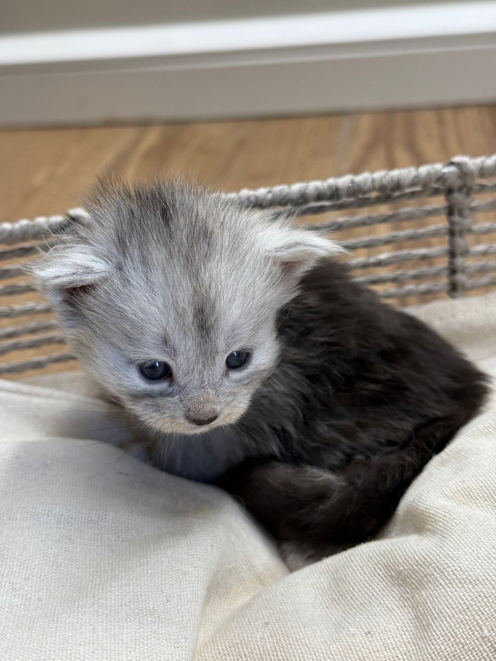 Araelia- 3 weeks