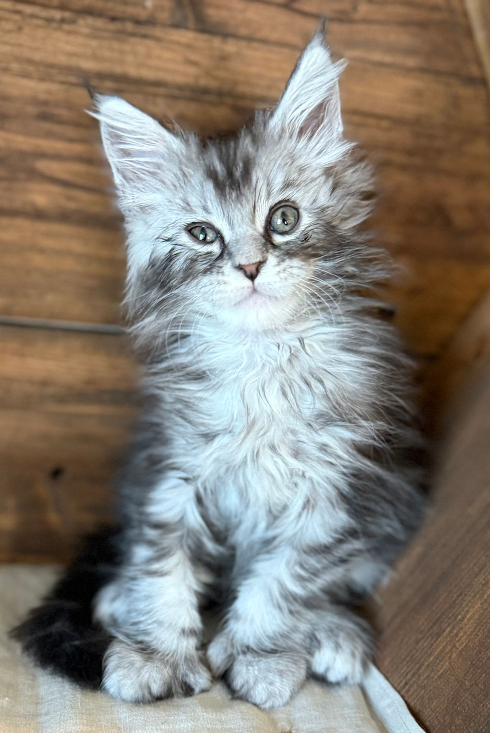 Bree- 8 weeks