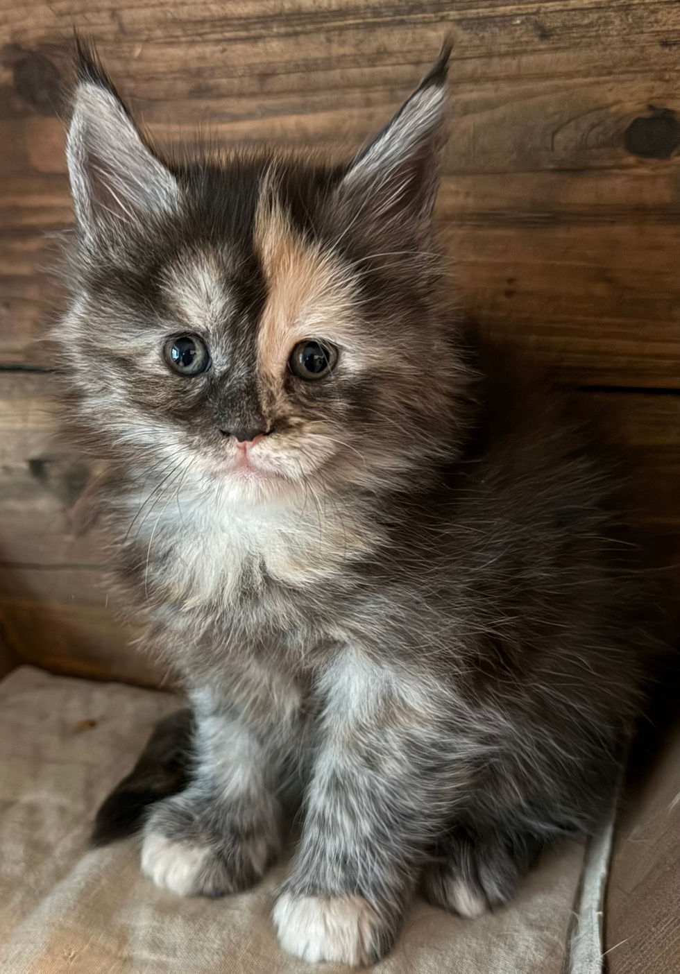 Juniper - 5 weeks