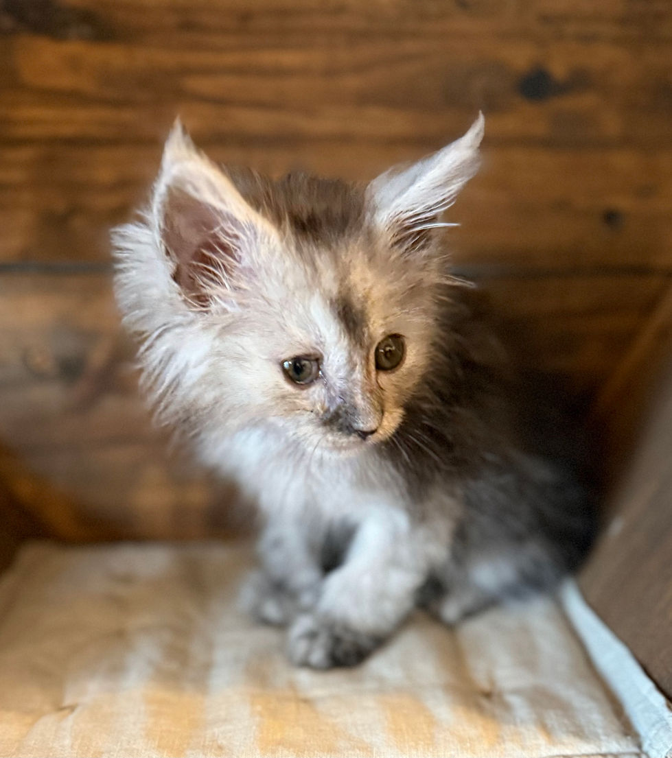 Ash- 8 weeks