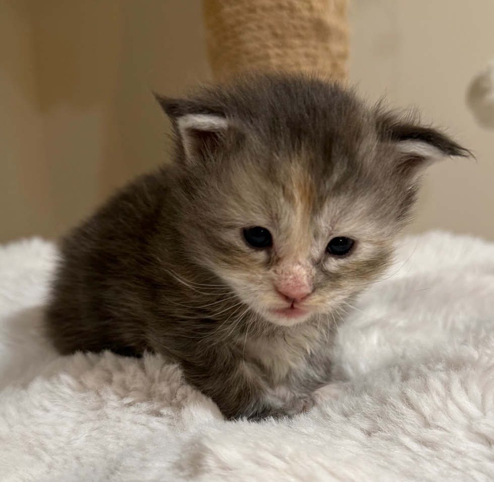 Isabel- 3 weeks #3