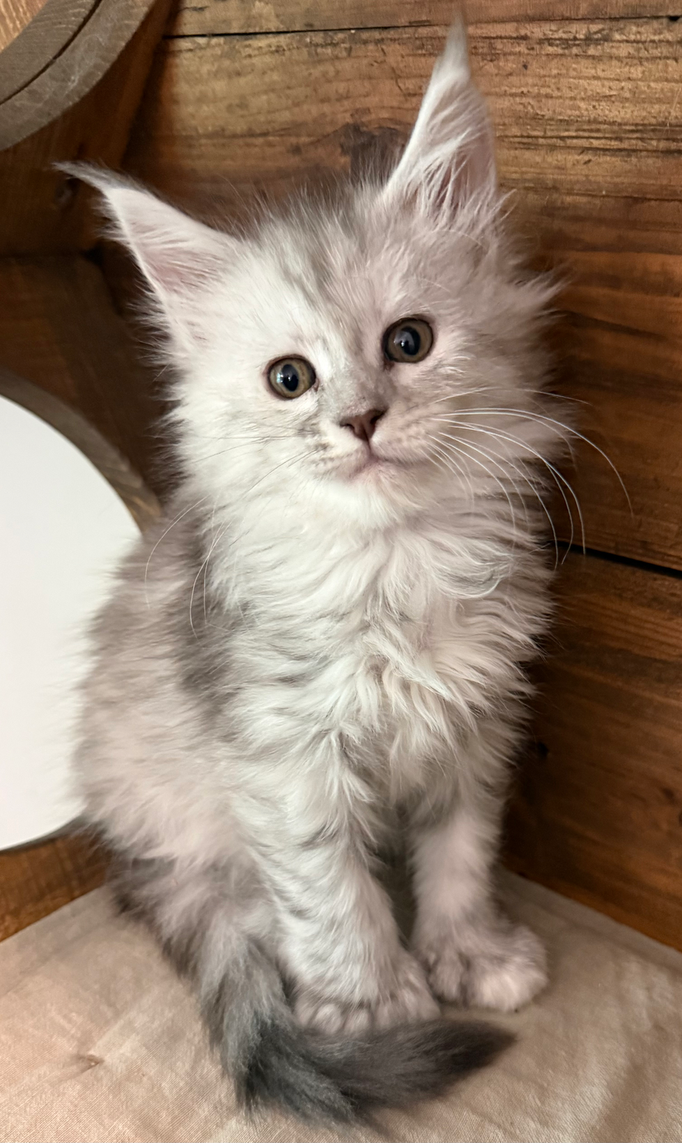 Hailey- 6 weeks #20