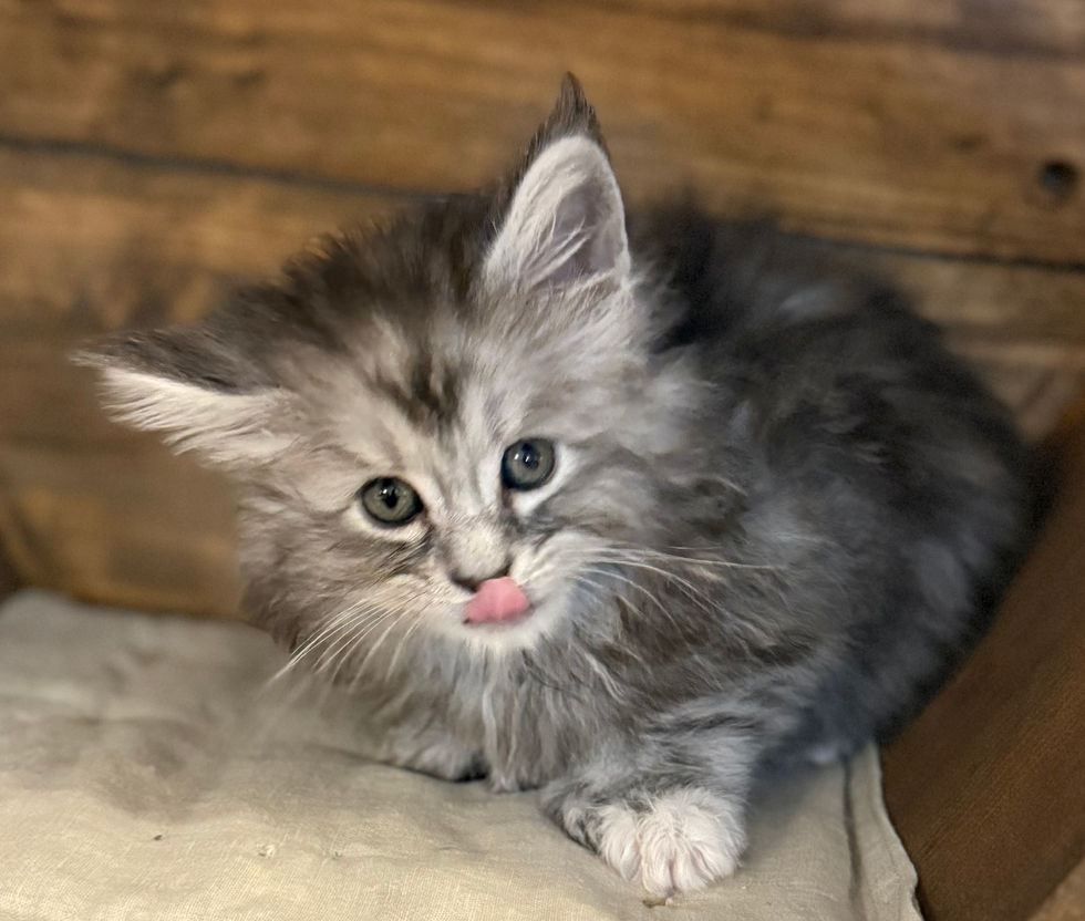 Bella- 6 weeks