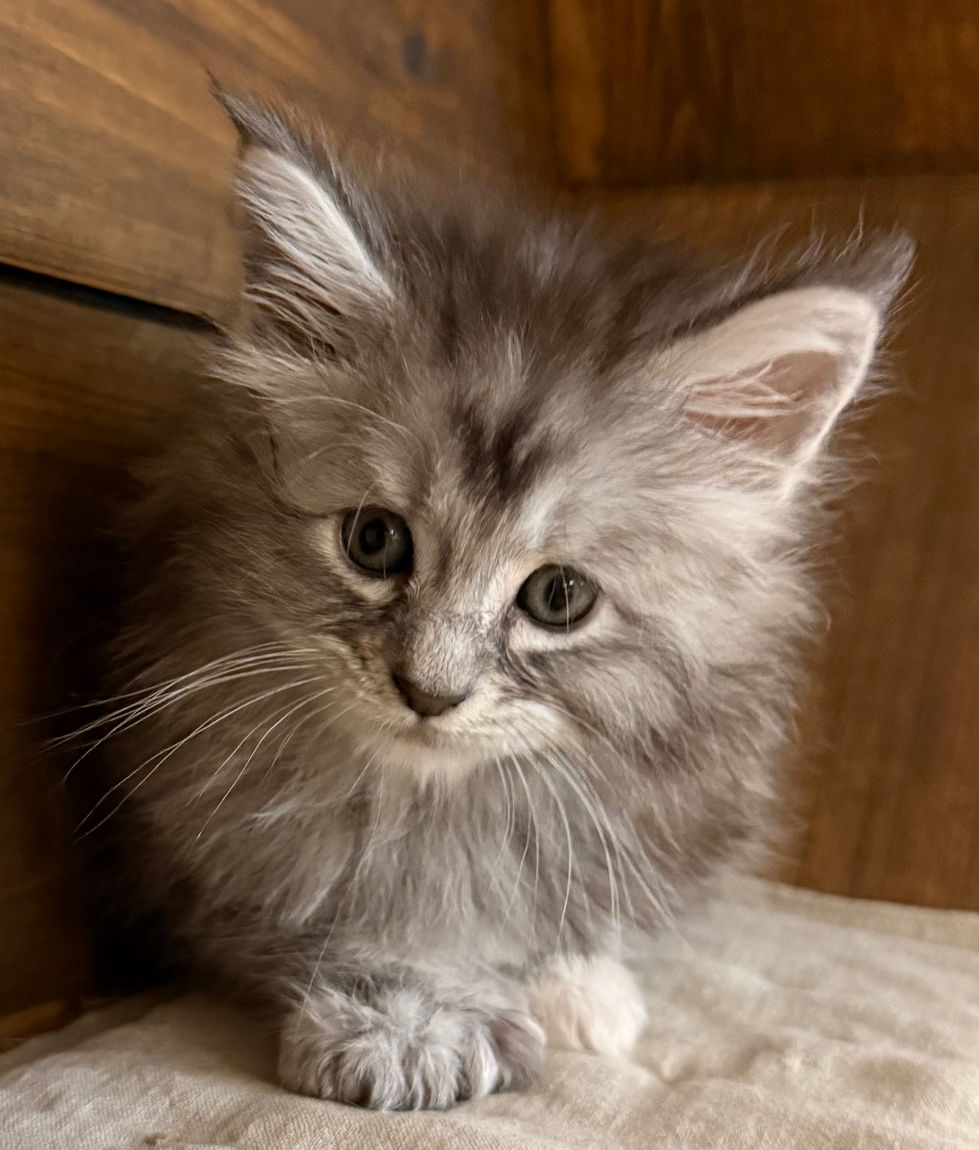 Bella- 6 weeks