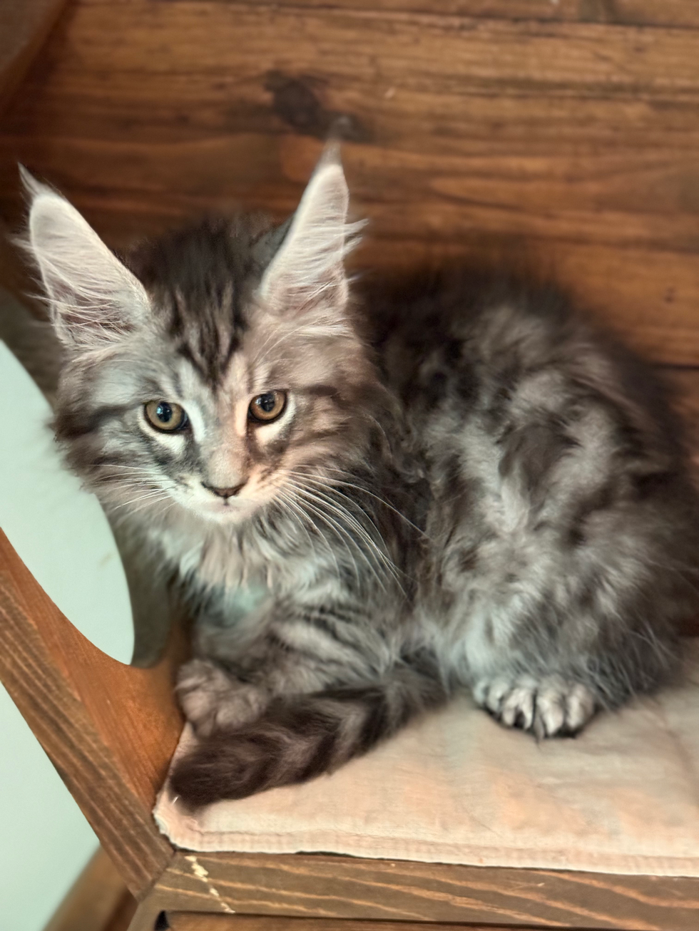 Dex - 10 weeks