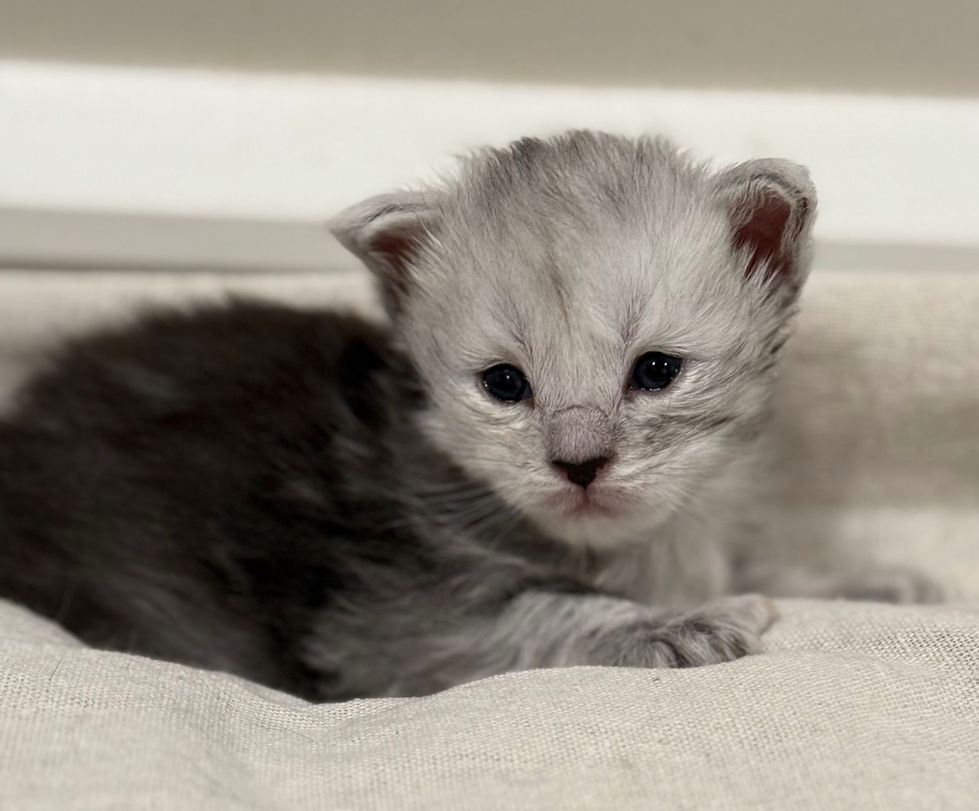 Brinley- 3 weeks