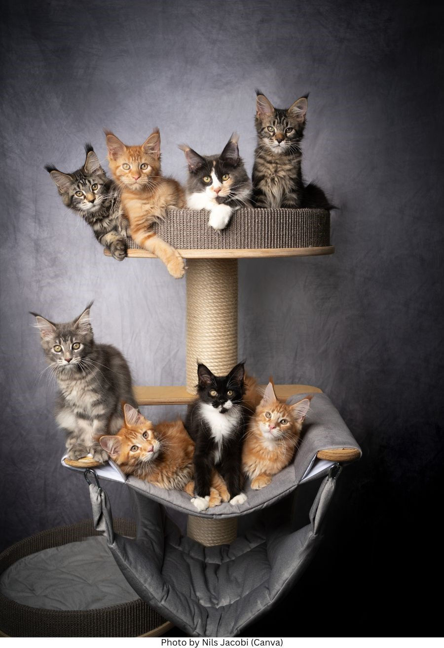 A group of playful Maine Coon kittens climbing and exploring a multi-level cat tree.