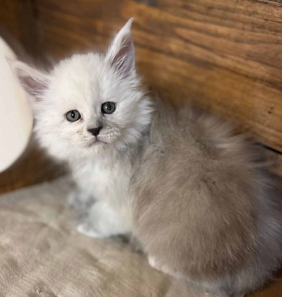 Celeste- 6 weeks