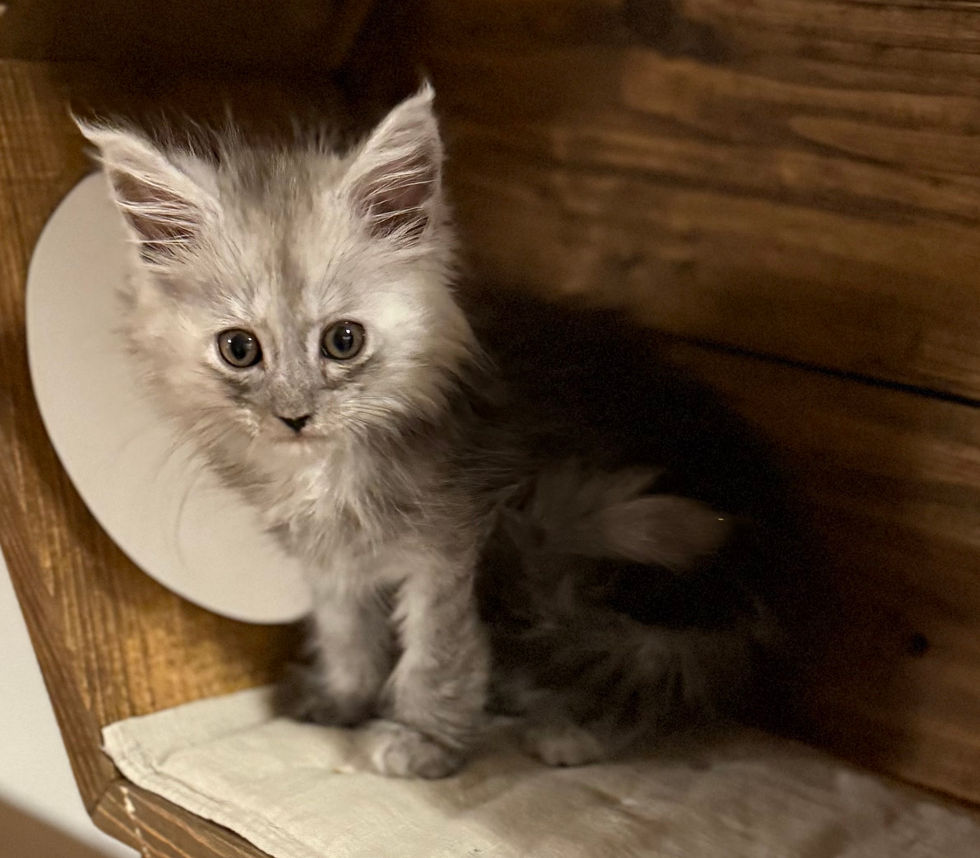 Araelia- 9 weeks